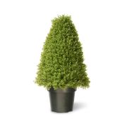 30" Boxwood Tree with Green Pot