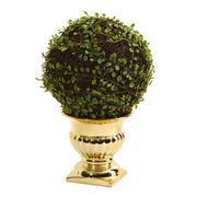 Mohlenbechia Ball Topiary in Gold Urn